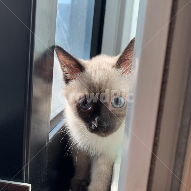 동물,고양이,반려묘,귀여워,샴