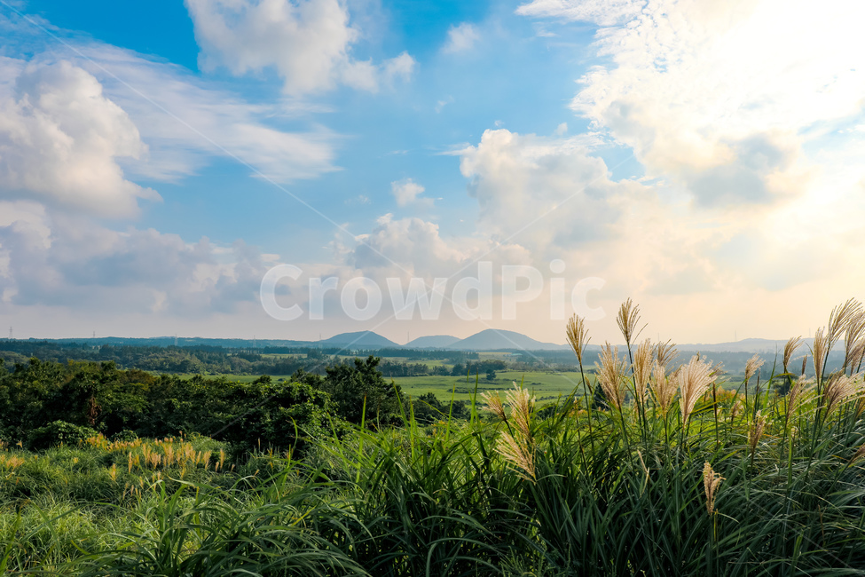 자연,하늘,구름,나무,억새,제주,nature,sky,landscape,tree,cloud,jeju,silvergrass