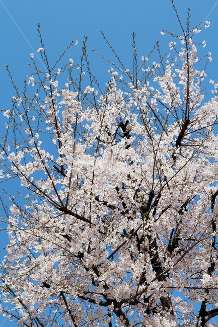 사쿠라,cherryblossom,봄,꽃,봄꽃,벚꽃,자연,봄,계절,spring,season,식물,자연,plants,nature,꽃,flower,plant,blossom,cherry blossom