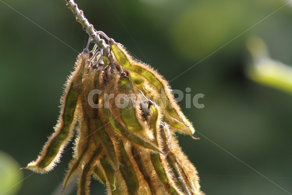 칡,칡종자,번식,식물,kudzuvine,갈곡,식물,자연,plants,nature