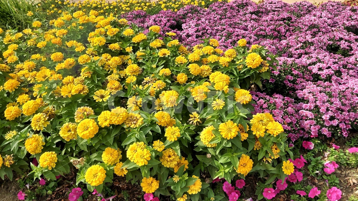 산책길,꽃,꽃밭,flowers,flowergarden,walkway,walkingpath,식물,자연,plants,nature,꽃,flower