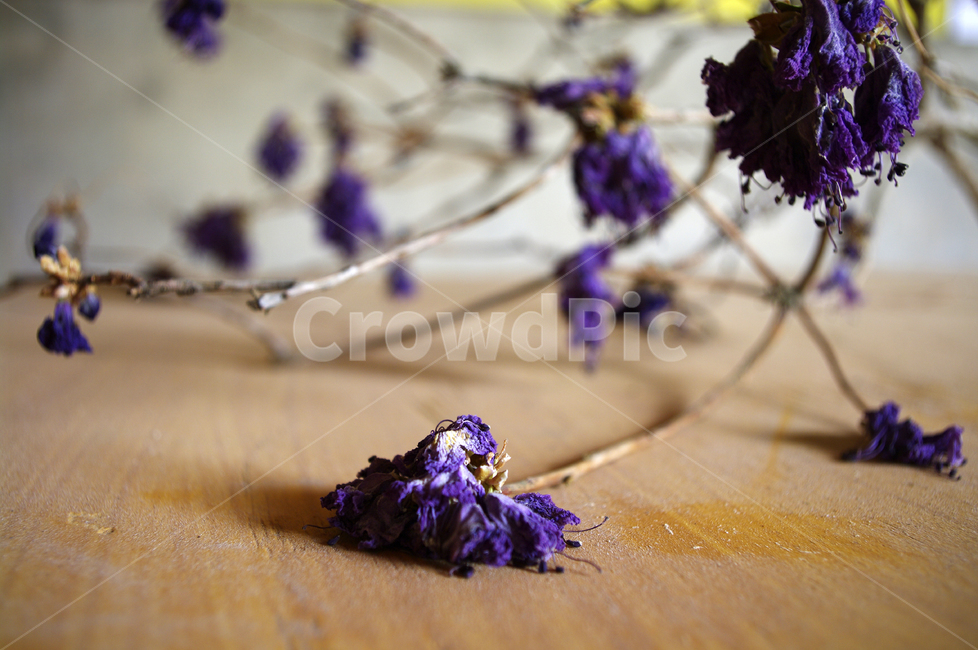 꽃,flower,포푸리,color,보라색,꽃,flower
