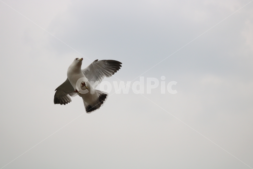 갈매기,새,조류,동물,하늘,동물,animal,조류,새,birds