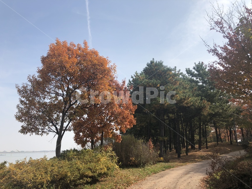 풍경,나무,숲길,네스트호텔,길,오솔길,산책길,산책로