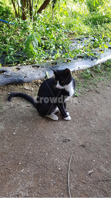 고양이,cat,아기고양이,검은고양이,고양이한마리,동물,animal,포유류,mammal,고양이,cat,kitten,kitty