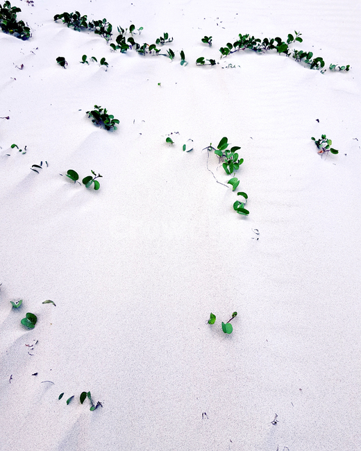 nature,scenery,풍경,자연,경치,landscape,해변,beach,풀,모래사장,옹기종기