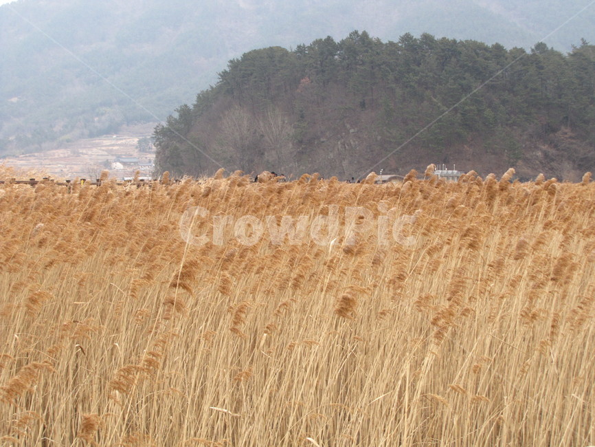 순천,순천만,갈대,갈대밭,가을,가을,계절,fall,autumn,season,자연,풍경,nature,landscape,plant,식물,food,음식,vegetable,야채,grain,곡물