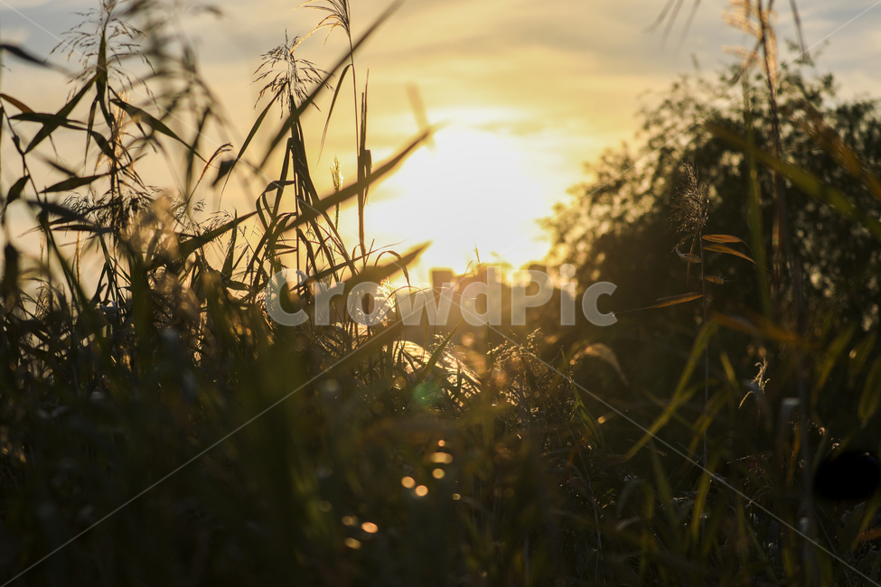 갈대,가을,억새,억새밭,갈대밭,억새군락지,silvergrassfield,fall,reed,silvergrass,fieldofreeds,light,빛,flare,플레어,식물,grass,sunlight,sunset,일몰,일출,가을,계절,fall,autumn,season,식물,자연,plants,nature,잔디,plant,햇빛