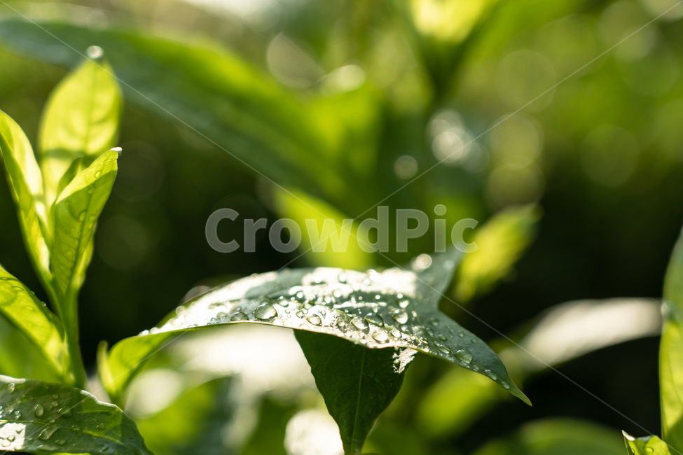 식물,botanical,자연,plant,nature