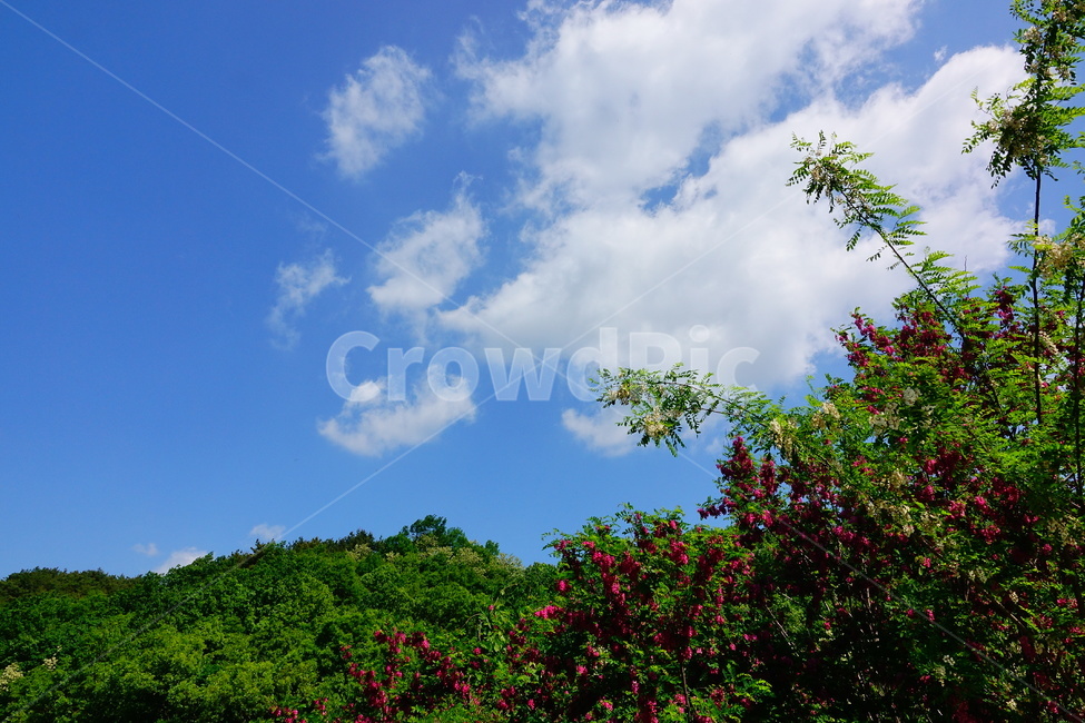 아카시아,봄,붉은아카시아,꽃,숲,봄,계절,spring,season,자연,풍경,nature,landscape