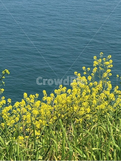 오륙도,노란꽃,풀잎,바다,섬,봄,계절,spring,season,식물,자연,plants,nature,꽃,flower