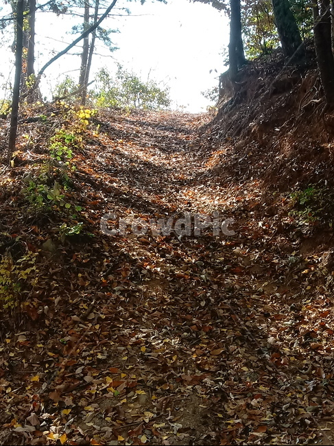 단풍,낙엽,바위,나무,물,자연,옥외,outdoors,road,water,nature,leaf,등산로,산책로,길,가을,풍경,가을,계절,fall,autumn,season,ground,바닥,tree,plant,식물
