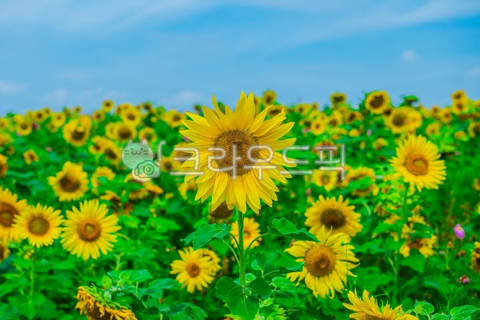 해바라기,식물,꽃,여름식물,잎,여름꽃,실외,자연,여름,summer,season,plants,nature,flower,plant