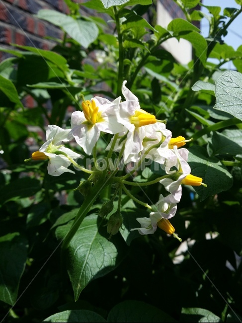 꽃,꽃잎,줄기,풀잎,자연,식물,자연,plants,nature,꽃,flower