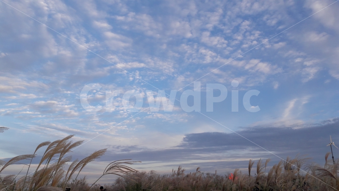 하늘공원,상암동,억새풀,축제,파란하늘,가을,계절,fall,autumn,season,자연,풍경,nature,landscape,plant,식물,grass,잔디,lawn,reed,갈대