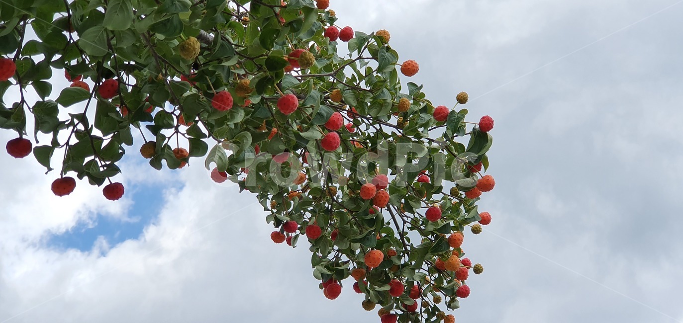 plant,식물,fruit,과일,food,식품,산딸나무,나무