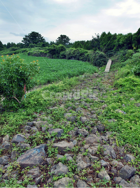 오시록헌농로,밭,농작물,제주,올레14코스,올레길,숲길,자연,풍경,nature,landscape,ground,바닥