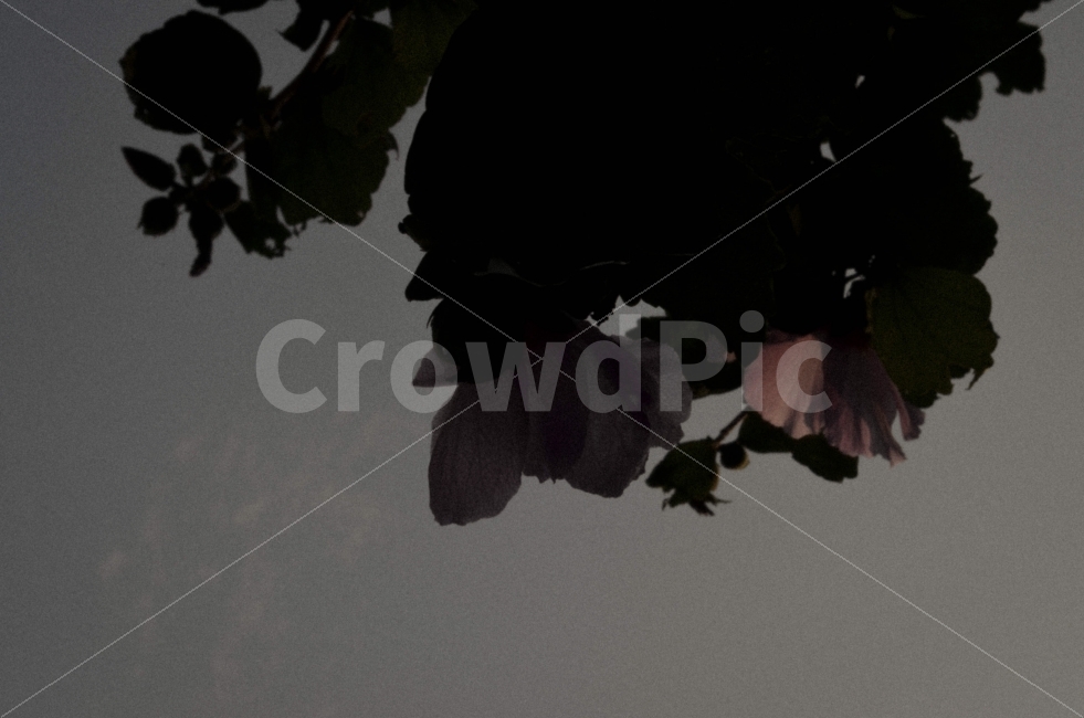 꽃,느낌,감성,색감,사진,식물,자연,plants,nature,꽃,flower