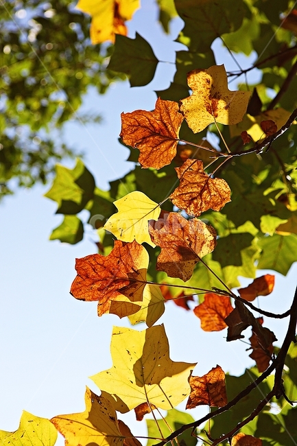 단풍,낙엽,나무잎,잎,식물,자연,계절,색상,색감,색,가을,계절,fall,autumn,season,식물,자연,plants,nature,leaf,plant,veins,정맥,tree,나무