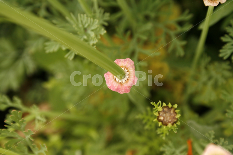 개양귀비,꽃대,식물,flower,plants,nature,꽃,꽃봉오리,꽃밭,식물,자연,plants,nature,꽃,flower