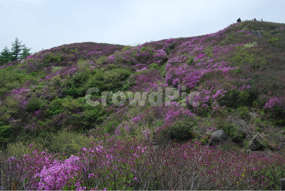 바래봉,세걸산,산철쭉,팔랑치,정령치,자연의위대함,등산로,능선,아름다움,신비스런산,돌,산행,힐링,자연,감성,등산,계절,여행,한국,한국명산,한국등산,풍경,눈,나무,하늘,바람,바람소리,환경,생태계,산,땅,봄,계절,spring,season,자연,풍경,nature,landscape,한국자연풍경,한국자연경관,korea nature landscape,slope,경사,plant,식물