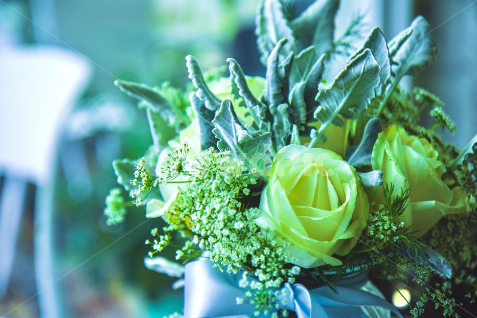 장미,꽃,부케,화분,로즈,식물,plant,꽃,flower