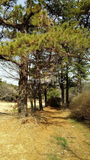 자연,식물,나무,tree,옥외,outdoors,nature,소나무,나무줄기,나무가지