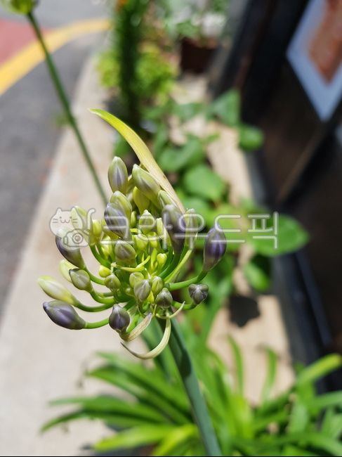 꽃,flower,blossom,식물,꽃봉우리