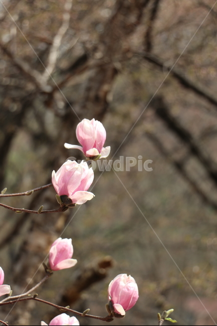 목련,자목련,봄,나무,꽃송이,봄,계절,spring,season,식물,자연,plants,nature,꽃,flower,plant,blossom