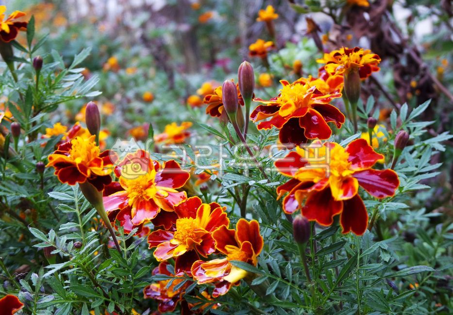 꽃,식물,꽃잎,매리골드,plant,marigold,flower,blossom,daisy,데이지