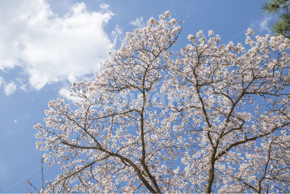 봄,봄꽃,벚꽃,꽃,꽃사진,봄,계절,spring,season,식물,자연,plants,nature,꽃,flower,plant