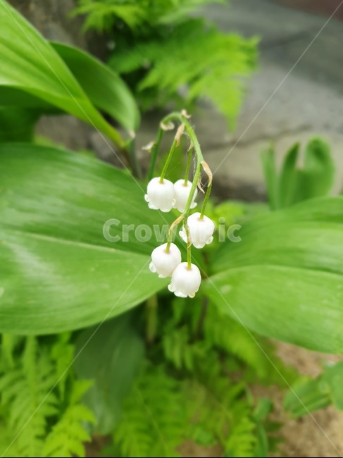 봄,flower,꽃,plants,nature
