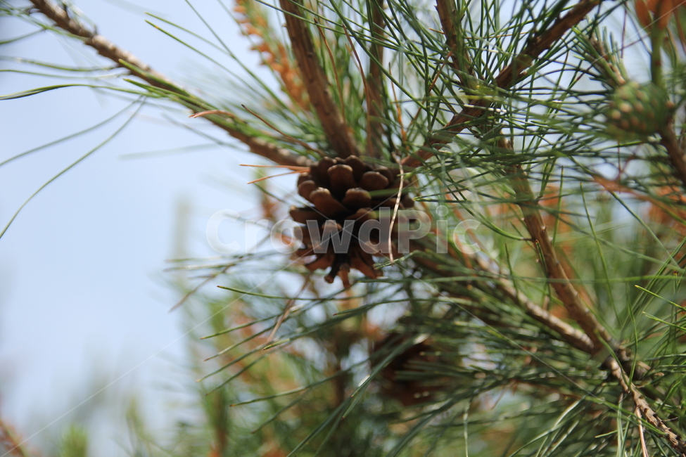 솔방울,소나무,침엽수,tree,솔잎