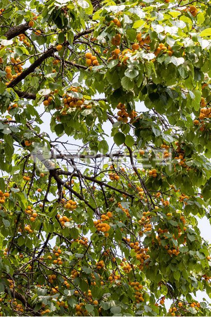 살구,여름과일,살구나무,살구색,살구향,과일,주렁주렁,살구빛,살구씨,apricot,plant