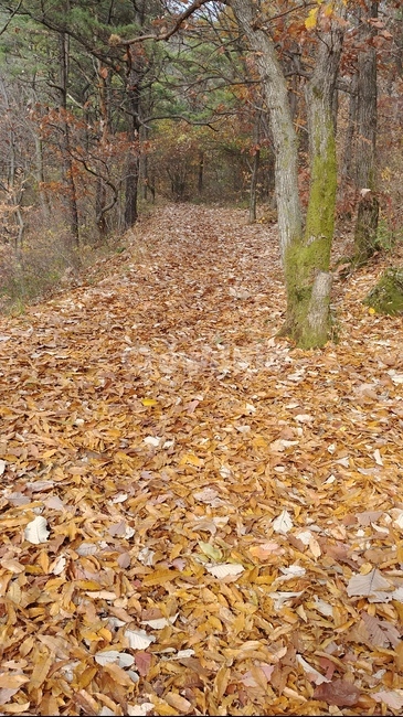 오솔길,가을오솔길,산책로,호젓함,고요함,가을정취,가을,가을풍경,가을,계절,fall,autumn,season,자연,풍경,nature,landscape,ground,바닥,tree,나무,plant,식물