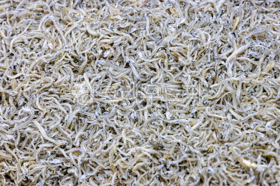 멸치,건멸치,건조,마른멸치,생선,해산물,요리재료,멸치볶음,술안주,anchovy,해양생물,fish