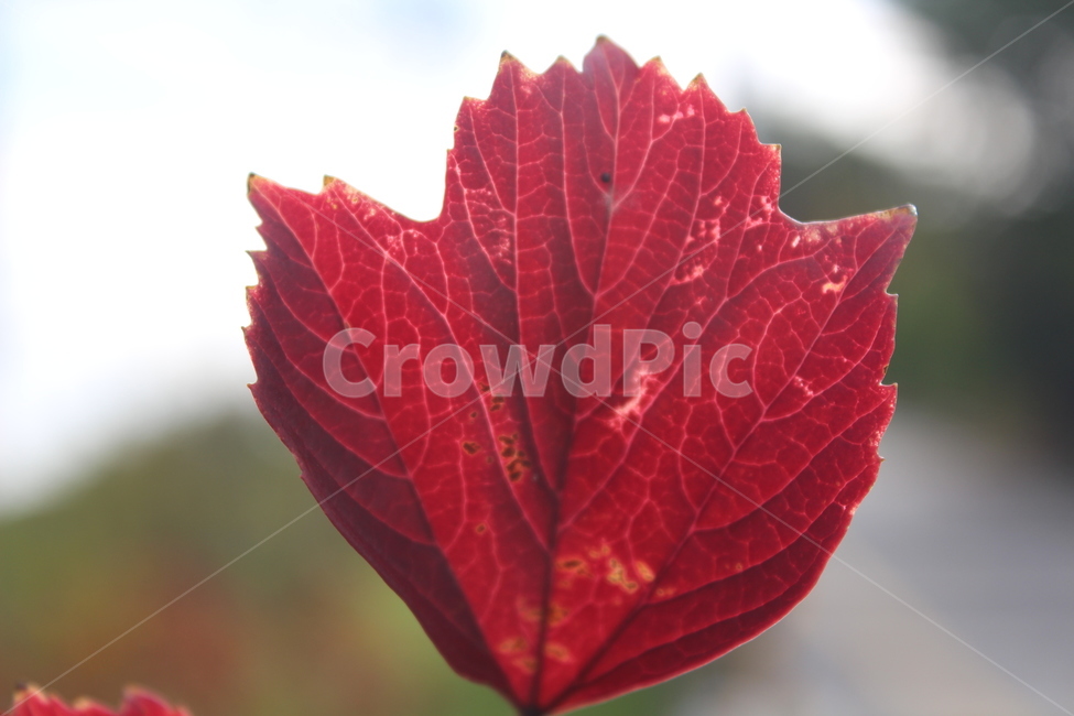plant,식물,leaf,잎,단풍,가을,계절,fall,autumn,season,veins,정맥
