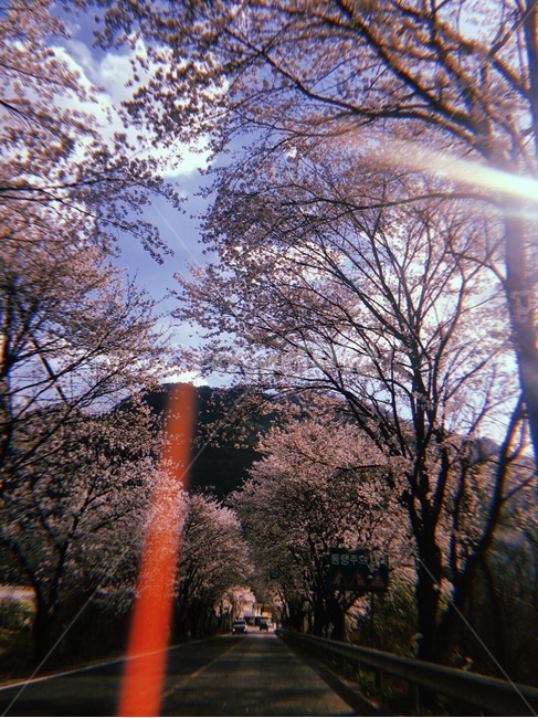벚꽃,통행금지,표지판,벚꽃길,드라이브
