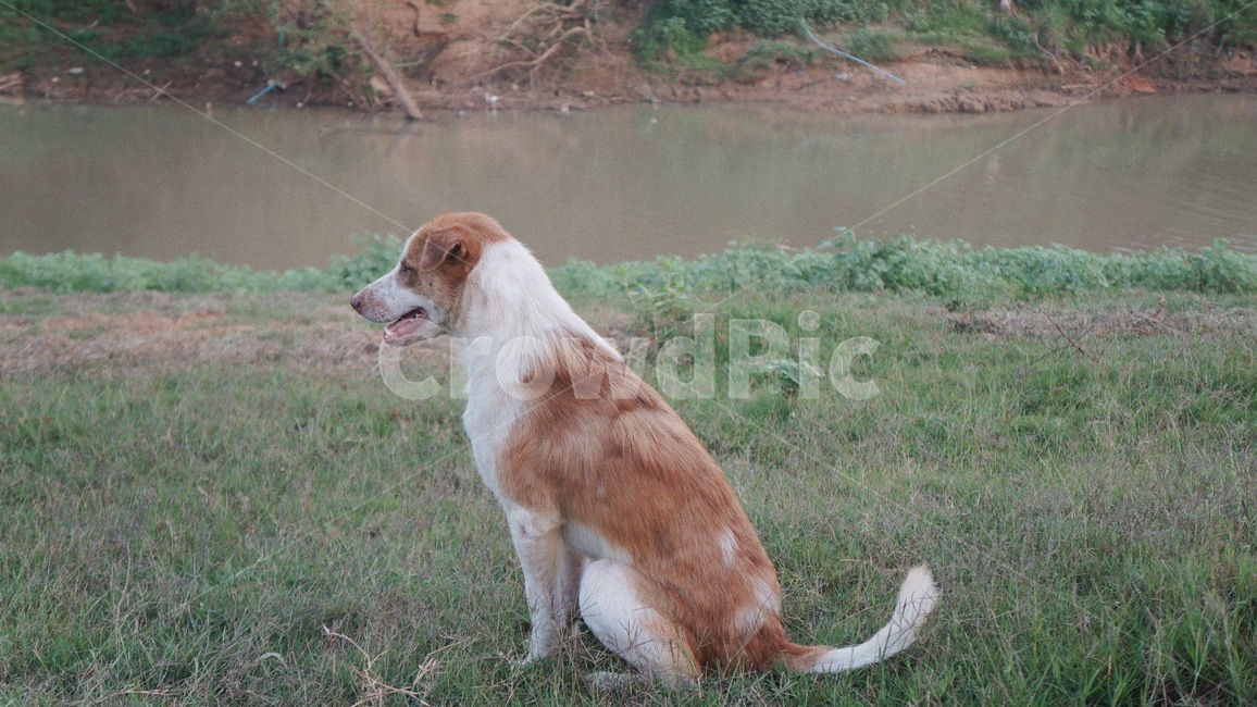 개,멍멍이,잔디,기다림,멈뭄미,동물,animal,포유류,mammal,개,강아지,dog,doggy