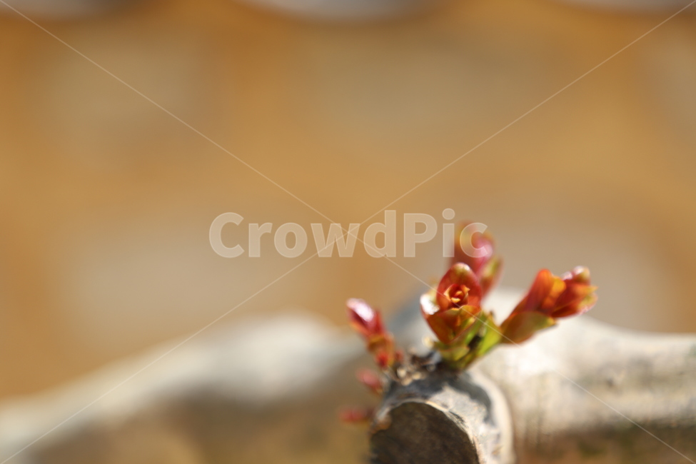 나무,향나무,순,봄,눈,nature,spring,juniper
