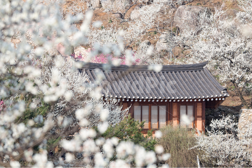 매화,광양,봄,꽃,자연,식물,plant,flower,nature,봄꽃,관광지,전통,빈티지,레트로,기와집,집,기와,풍경배경,배경,꽃배경