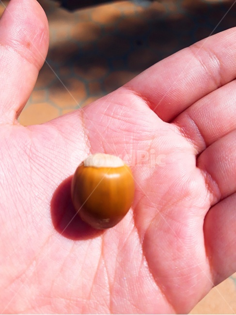 손,도토리,hand,acorn,열매