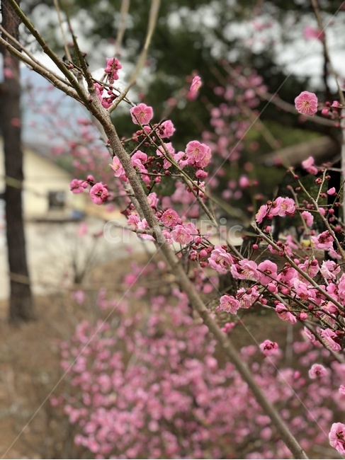 꽃,꽃나무,들꽃,숲,산속