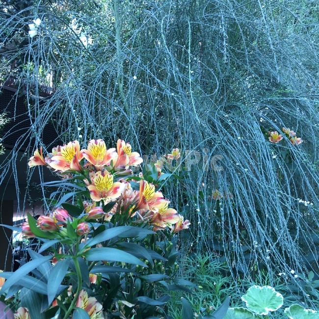 plant,식물,blossom,flower,꽃,가든,garden,nature,자연