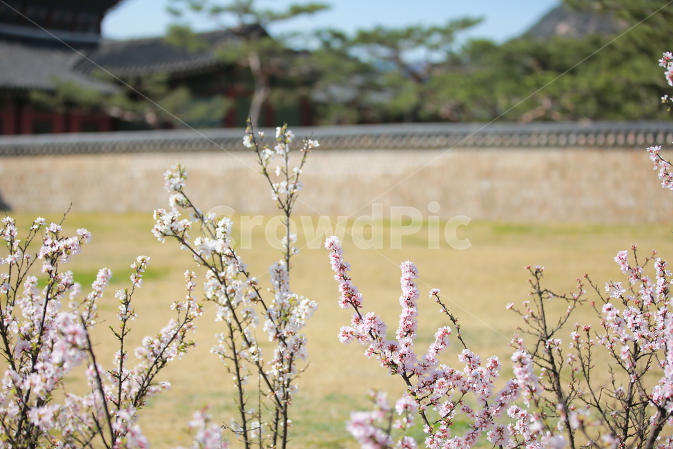 벚꽃,꽃,새싹,봄,벚꽃놀이,하늘,분홍색,분홍색꽃,캐논,5dmark3,봄,계절,spring,season,식물,자연,plants,nature,꽃,flower,plant,grass,잔디