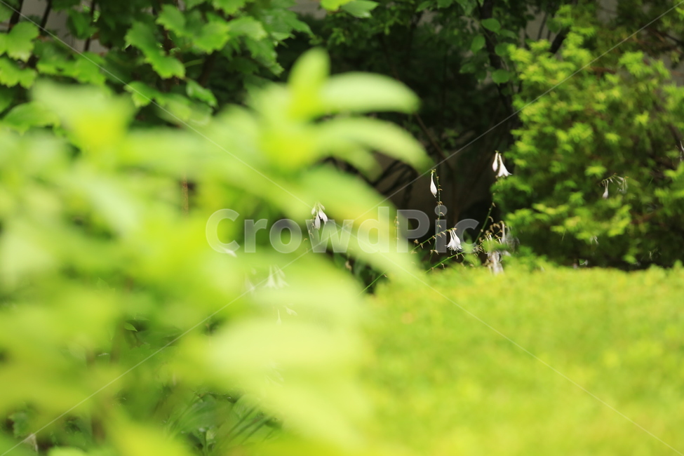 비,풍경,빗방울,소경,rain,비오는소경,식물,자연,plants,nature