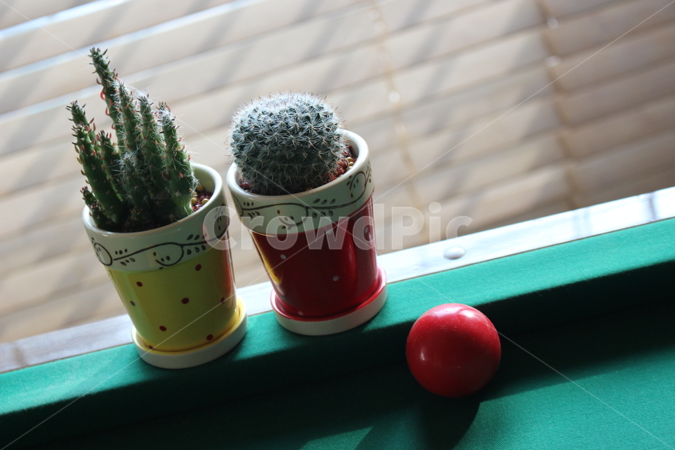 화분,초록,선인장,당구,당구공,게임,오락,놀이,game,play,사물,물건,오브젝트,thing,object,matter