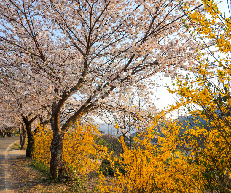 봄,봄꽃,개나리,벚꽃,꽃,koreancherry,gaenari,koreangoldenbelltree,노란꽃,분홍꽃,노랑,분홍,spring,야생화,야생나무,wildflower,봄,계절,spring,season,식물,자연,plants,nature,꽃,flower,plant,blossom