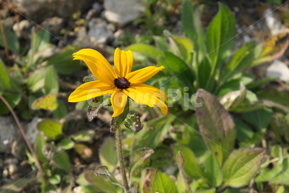 꽃,봄꽃,식물,flower,spring,자연,배경,식물,자연,plants,nature,꽃,flower
