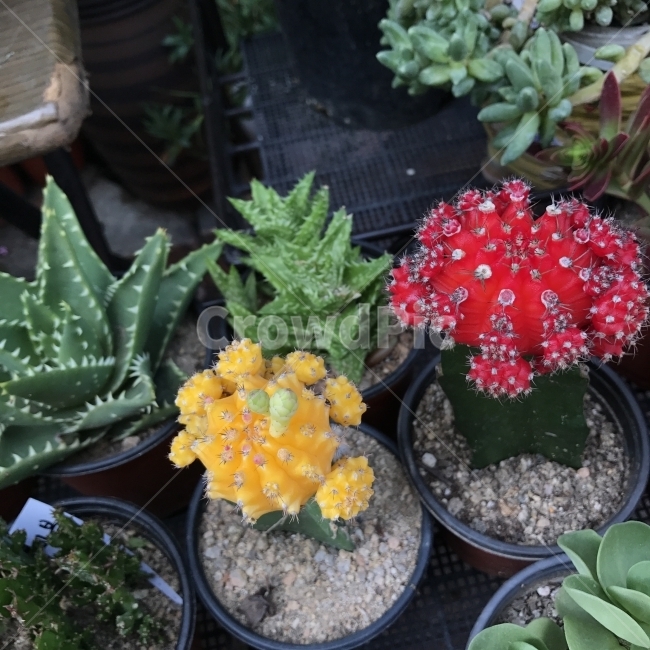 비모란,다육비모란,비모란선인장,선인장,접목선인장,RedTop,CactusPlain,ChinCactus,MoonCactus,열대성초화,관상용,다육,식물,꽃,Flower,식물,자연,plants,nature